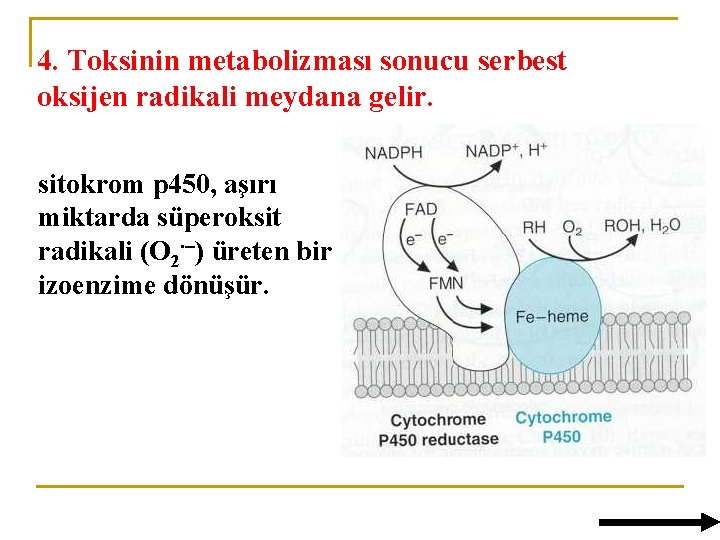 4. Toksinin metabolizması sonucu serbest oksijen radikali meydana gelir. sitokrom p 450, aşırı miktarda