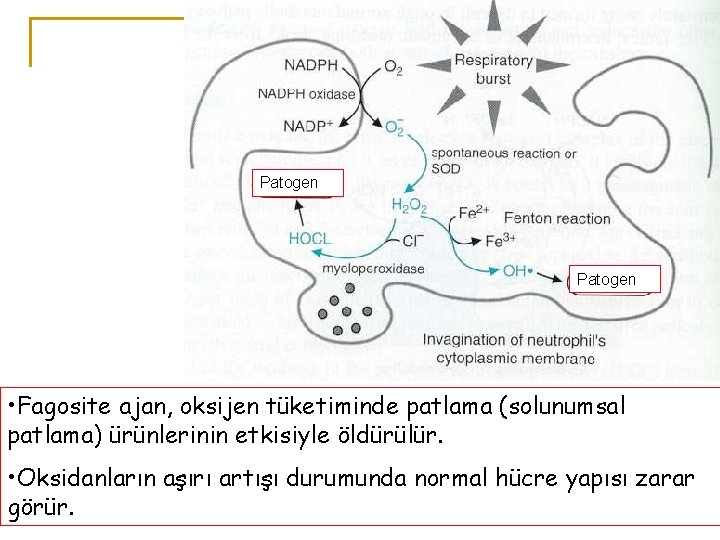 Patogen • Fagosite ajan, oksijen tüketiminde patlama (solunumsal patlama) ürünlerinin etkisiyle öldürülür. • Oksidanların