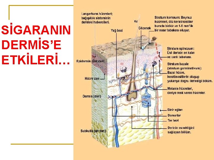 SİGARANIN DERMİS’E ETKİLERİ… 