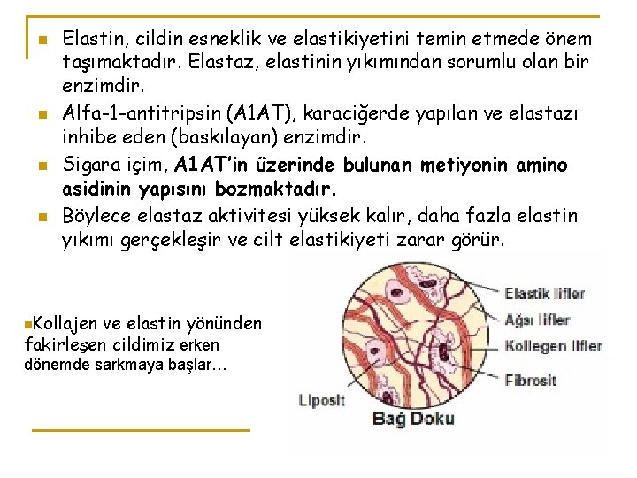 n n Elastin, cildin esneklik ve elastikiyetini temin etmede önem taşımaktadır. Elastaz, elastinin yıkımından