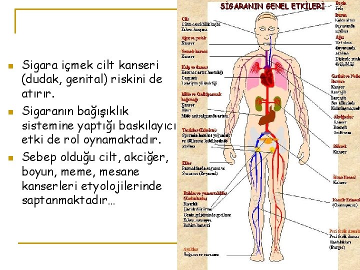 n n n Sigara içmek cilt kanseri (dudak, genital) riskini de atırır. Sigaranın bağışıklık