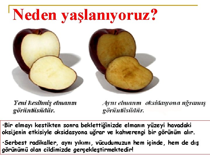 Neden yaşlanıyoruz? • Bir elmayı kestikten sonra beklettiğinizde elmanın yüzeyi havadaki oksijenin etkisiyle oksidasyona