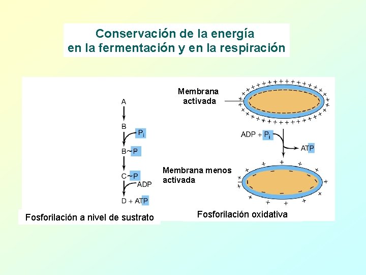 Conservación de la energía en la fermentación y en la respiración Membrana activada Membrana