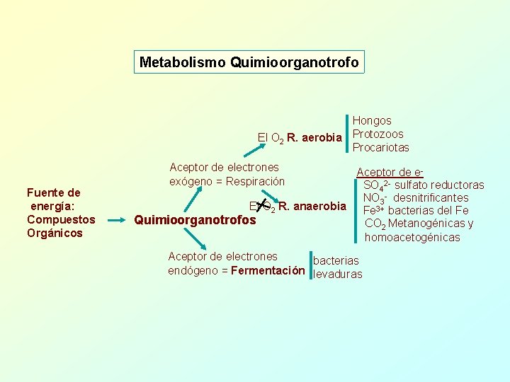 Metabolismo Quimioorganotrofo Hongos El O 2 R. aerobia Protozoos Procariotas Fuente de energía: Compuestos