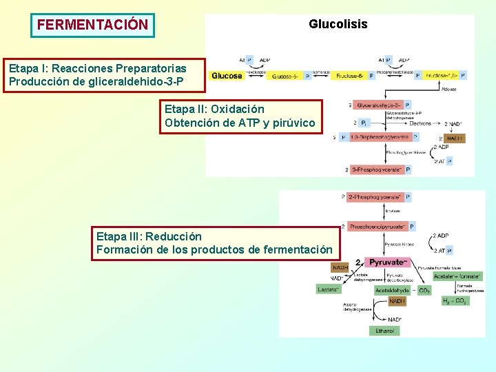 Glucolisis FERMENTACIÓN Etapa I: Reacciones Preparatorias Producción de gliceraldehido-3 -P Etapa II: Oxidación Obtención