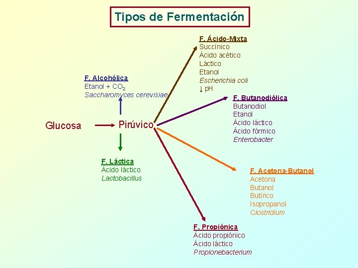 Tipos de Fermentación F. Alcohólica Etanol + CO 2 Saccharomyces cerevisiae Glucosa Pirúvico F.