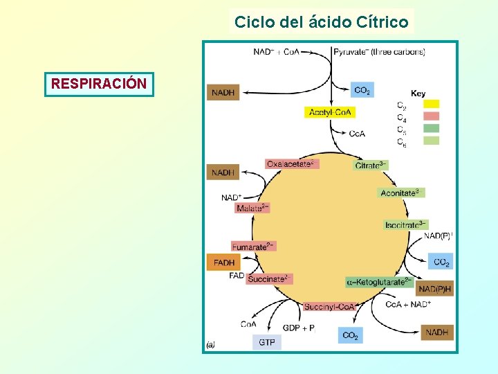 Ciclo del ácido Cítrico RESPIRACIÓN 