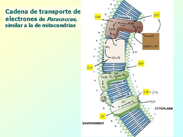 Cadena de transporte de electrones de Paracoccus, similar a la de mitocondrias 