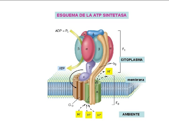 ESQUEMA DE LA ATP SINTETASA CITOPLASMA membrana AMBIENTE 