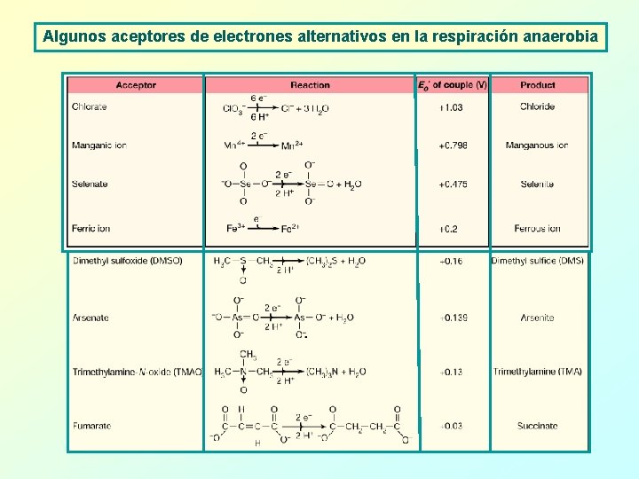 Algunos aceptores de electrones alternativos en la respiración anaerobia 