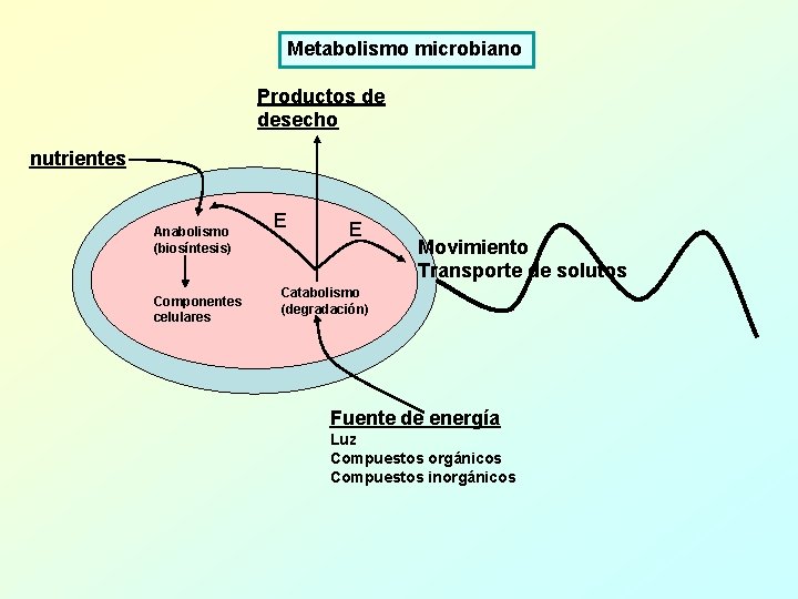 Metabolismo microbiano Productos de desecho nutrientes Anabolismo (biosíntesis) Componentes celulares E E Movimiento Transporte