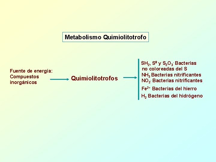 Metabolismo Quimiolitotrofo Fuente de energía: Compuestos inorgánicos Quimiolitotrofos SH 2, S 0 y S