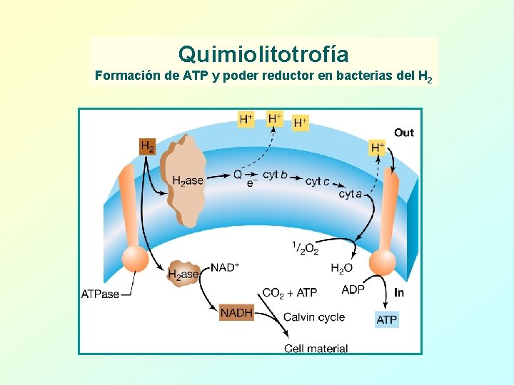 Quimiolitotrofía Formación de ATP y poder reductor en bacterias del H 2 