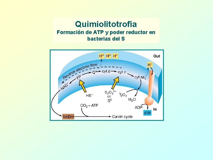 Quimiolitotrofía Formación de ATP y poder reductor en bacterias del S 