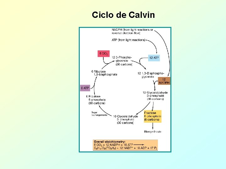 Ciclo de Calvin 