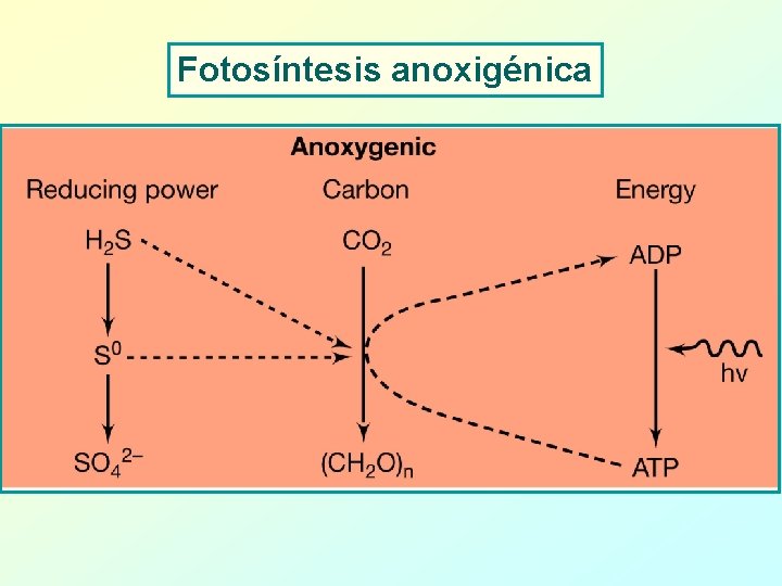 Fotosíntesis anoxigénica 