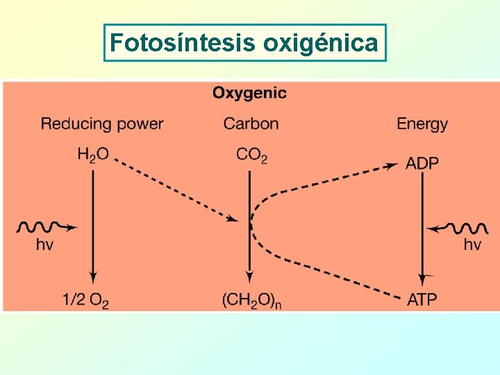 Fotosíntesis oxigénica 