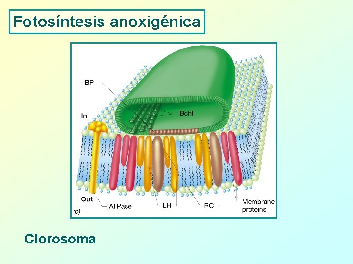 Fotosíntesis anoxigénica Clorosoma 