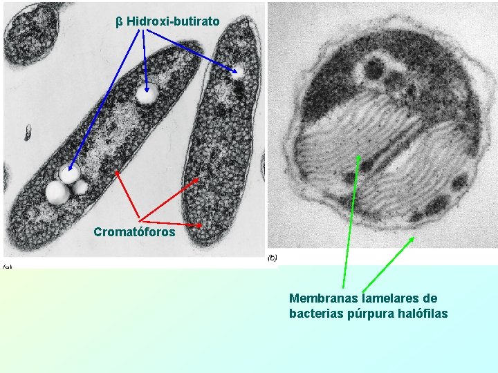 β Hidroxi-butirato Cromatóforos Membranas lamelares de bacterias púrpura halófilas 