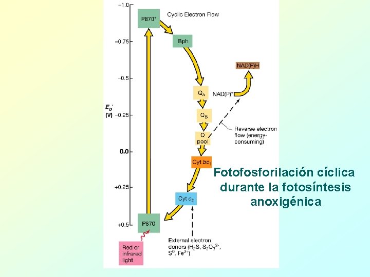 Fotofosforilación cíclica durante la fotosíntesis anoxigénica 