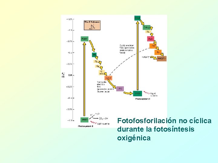 Fotofosforilación no cíclica durante la fotosíntesis oxigénica 