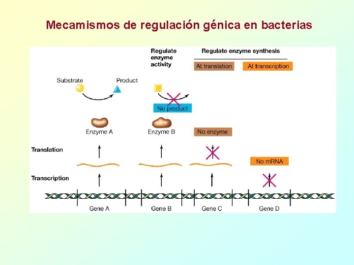 Mecamismos de regulación génica en bacterias 