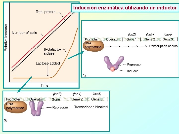 Inducción enzimática utilizando un inductor 