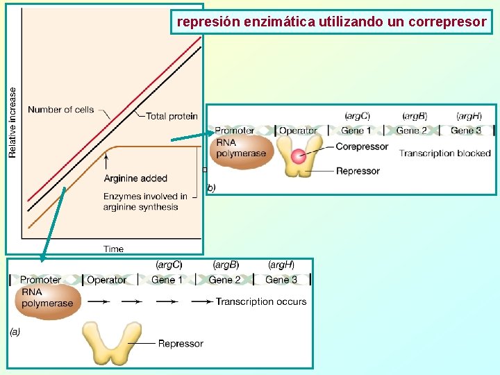 represión enzimática utilizando un correpresor 