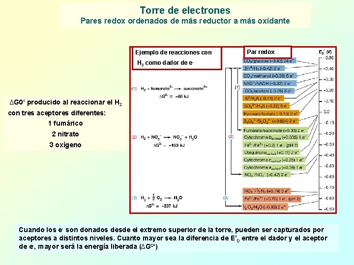 Torre de electrones Pares redox ordenados de más reductor a más oxidante Ejemplo de