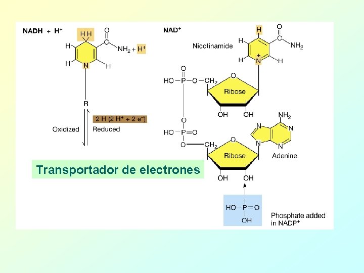 Transportador de electrones 