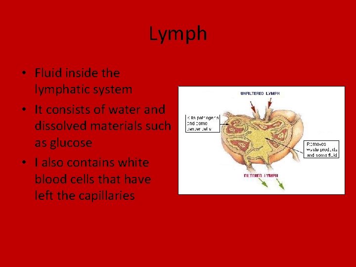 Lymph • Fluid inside the lymphatic system • It consists of water and dissolved