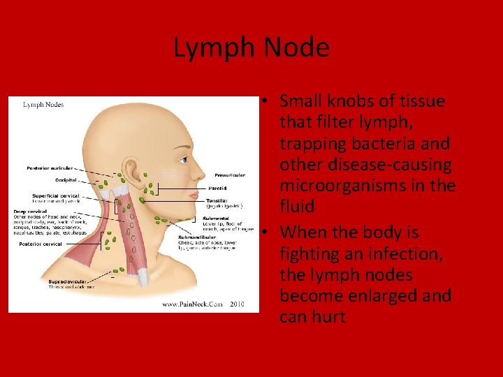 Chapter 16 Circulation Section 2 Blood and Lymph