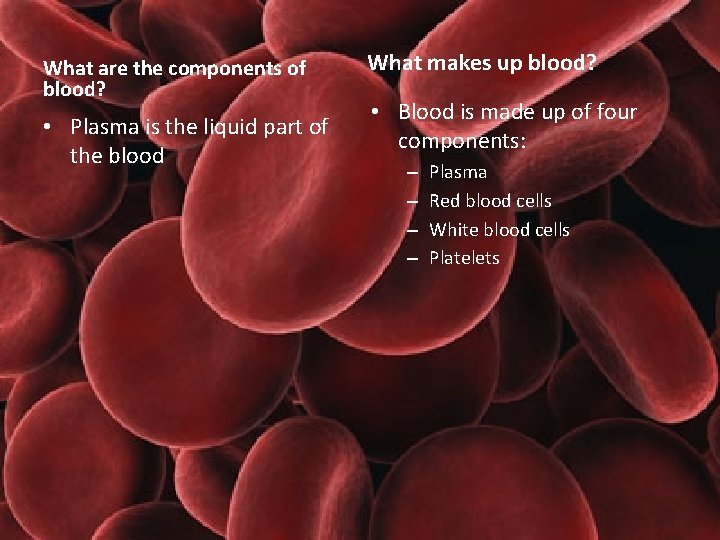 Chapter 16 Circulation Section 2 Blood and Lymph
