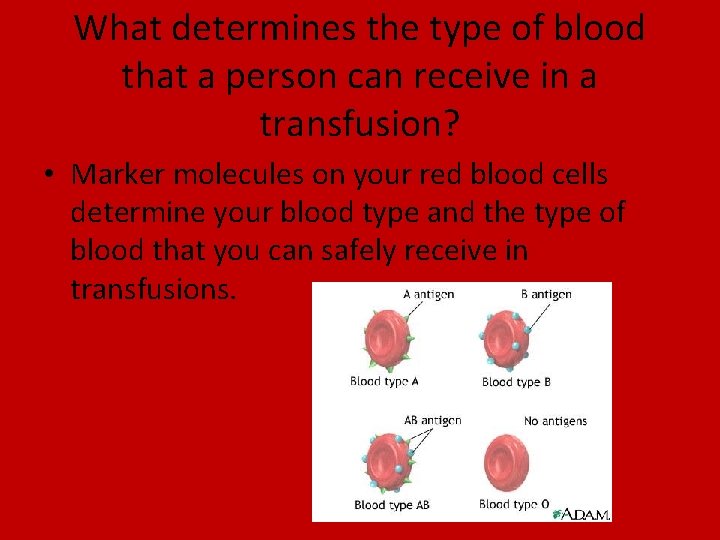 What determines the type of blood that a person can receive in a transfusion?