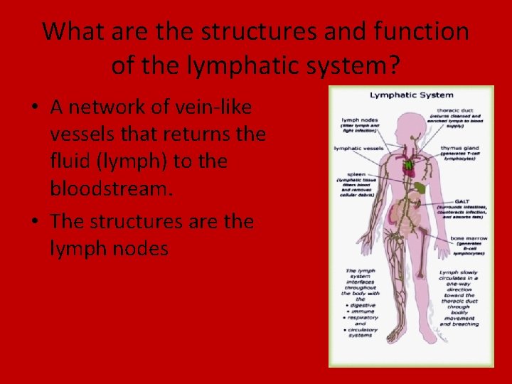 What are the structures and function of the lymphatic system? • A network of