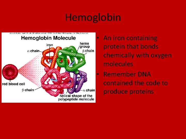 Hemoglobin • An iron containing protein that bonds chemically with oxygen molecules • Remember