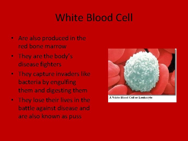 White Blood Cell • Are also produced in the red bone marrow • They
