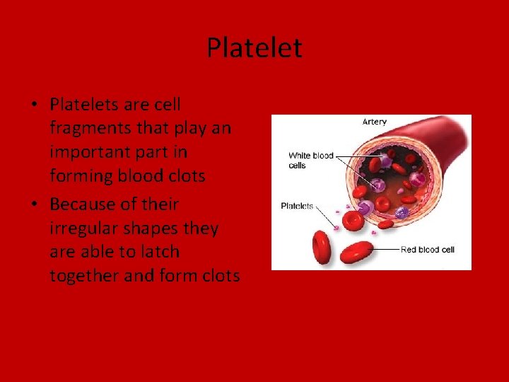 Platelet • Platelets are cell fragments that play an important part in forming blood
