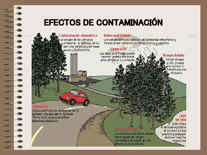 EFECTOS DE CONTAMINACIÓN 