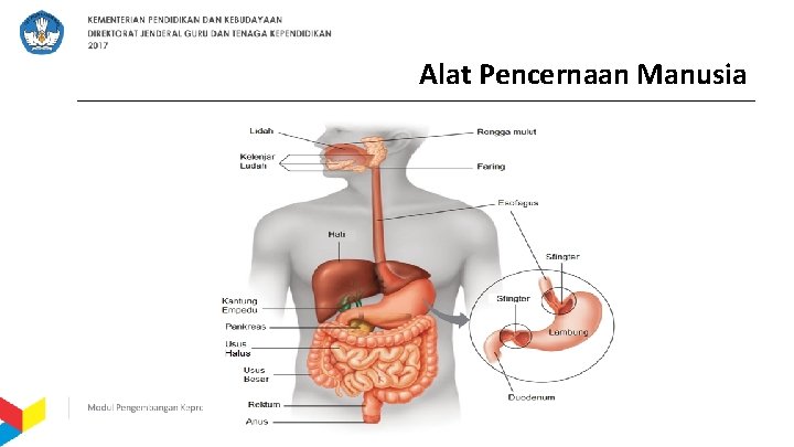 Alat Pencernaan Manusia 