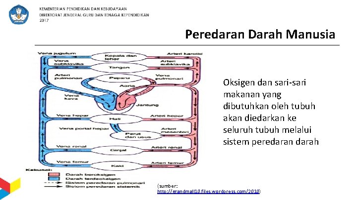 Peredaran Darah Manusia Oksigen dan sari-sari makanan yang dibutuhkan oleh tubuh akan diedarkan ke