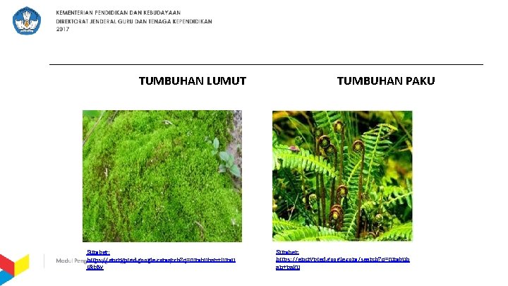 TUMBUHAN LUMUT Sumber: https: //encrypted. google. comarch? q=tumbuhan+lumu t&biw TUMBUHAN PAKU Sumber: https: //encrypted.