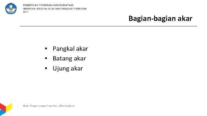 Bagian-bagian akar • Pangkal akar • Batang akar • Ujung akar 