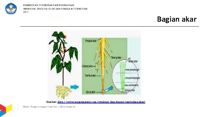 Bagian akar Sumber: http: //www. pusatmateri. com/struktur-dan-fungsi-tumbuhan. html 