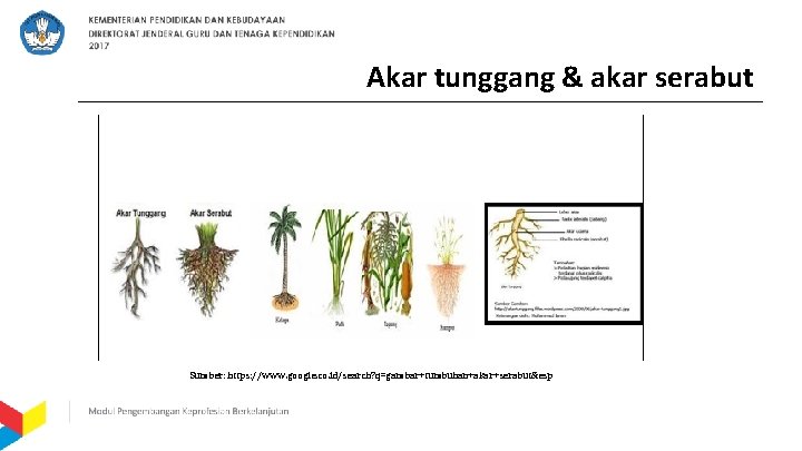 Akar tunggang & akar serabut Sumber: https: //www. google. co. id/search? q=gambar+tumbuhan+akar+serabut&esp 
