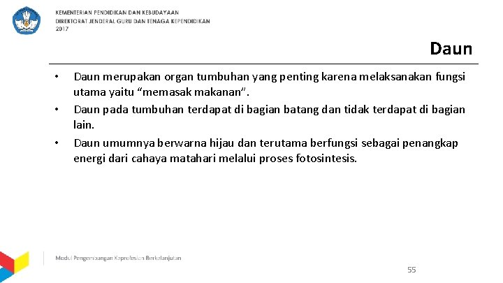 Daun • • • Daun merupakan organ tumbuhan yang penting karena melaksanakan fungsi utama