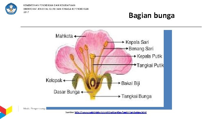 Bagian bunga Sumber: http: //www. pusatmateri. com/struktur-dan-fungsi-tumbuhan. html 