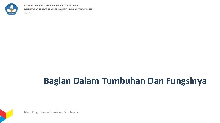 Bagian Dalam Tumbuhan Dan Fungsinya 