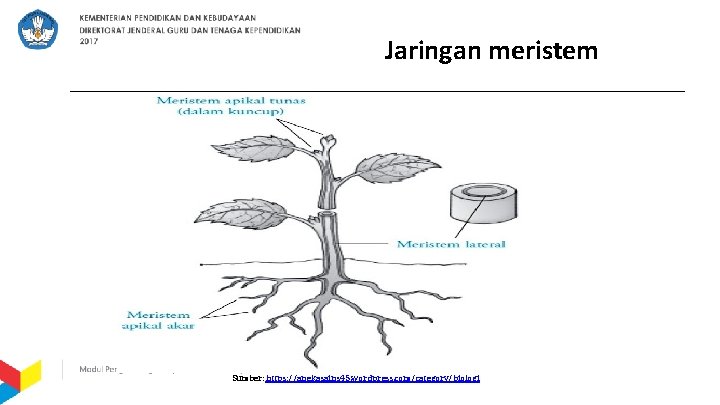 Jaringan meristem Sumber: https: //anekasains 45. wordpress. com/category/biologi 