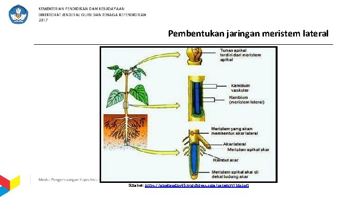 Pembentukan jaringan meristem lateral Sumber: https: //anekasains 45. wordpress. com/category/biologi 